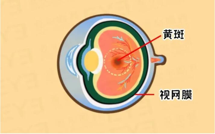 眼皮跳是要面瘫了吗？